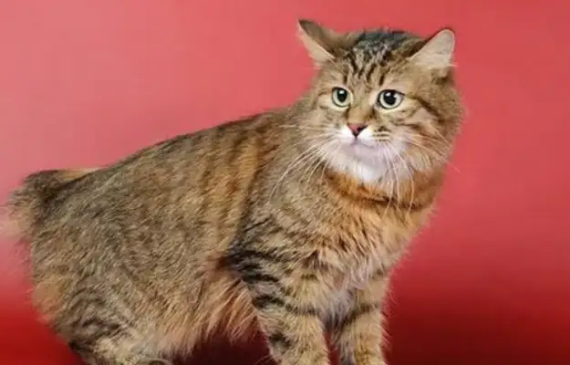 Beijingers spend $1.2 billion a year on pets