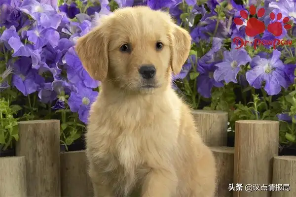 Dogs' food allergies (symptomatics of food allergy)