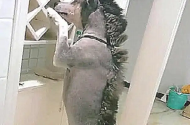 For the Alaskan dogs, the heroine does fly herself