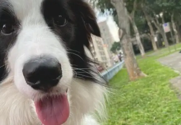 The dog's mouth was stuck in a bucket and he had an innocent face