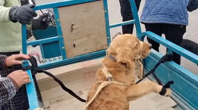 Once we get to Dog City, the golden hair bound by five flowers is the focus