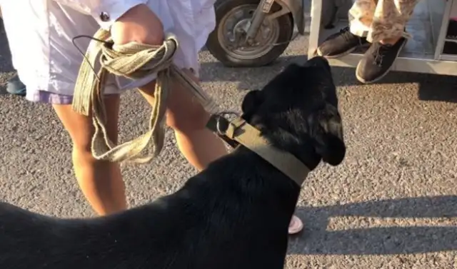 For 650, a woman sold a big black dog to a dog who cried, and a woman called it a fire