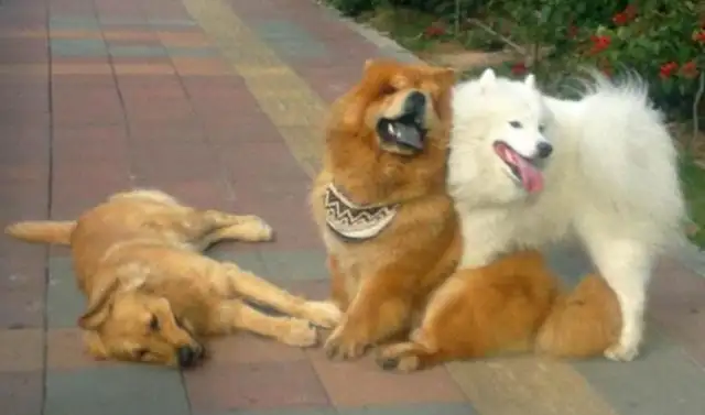 Golden hair gave birth to a baby dog for many months, and the owner smiled and laughed?
