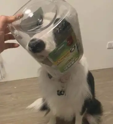 The dog's mouth was stuck in a bucket and he had an innocent face