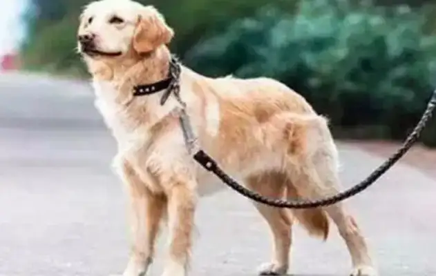 A dog is in a car and has a high rate of return