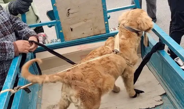 Once we get to Dog City, the golden hair bound by five flowers is the focus