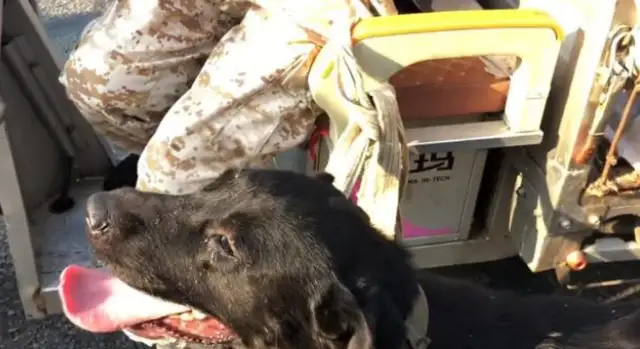 For 650, a woman sold a big black dog to a dog who cried, and a woman called it a fire