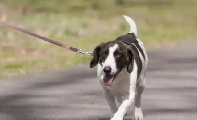A dog is in a car and has a high rate of return