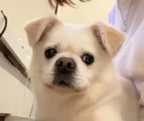 Seven-year-old dog, adopted again from the aid station
