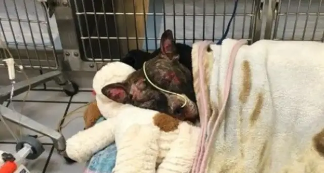 Bitter dogs were tied and burned. 40% of the burns lasted five days