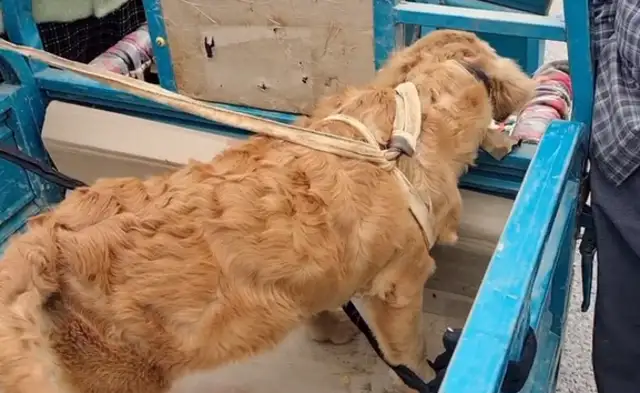 Once we get to Dog City, the golden hair bound by five flowers is the focus