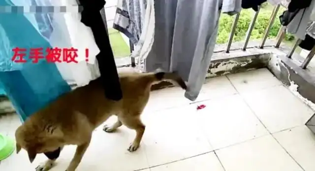 The dog was suddenly crippled, the owner asked for supervision, and he was sweaty