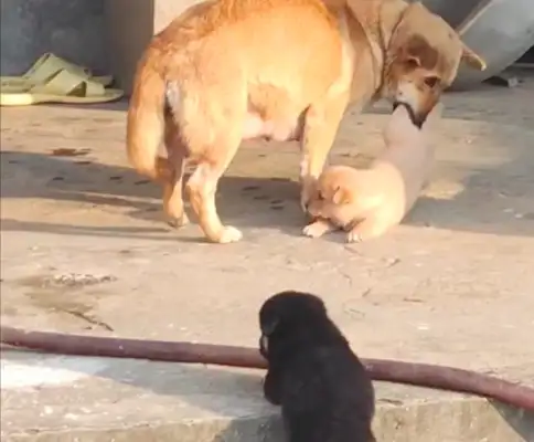 The dog's been out there for too long. Mom's taking it straight back to the doghouse