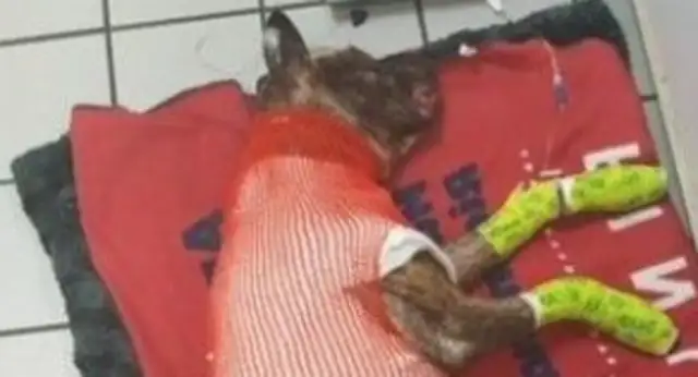 Bitter dogs were tied and burned. 40% of the burns lasted five days