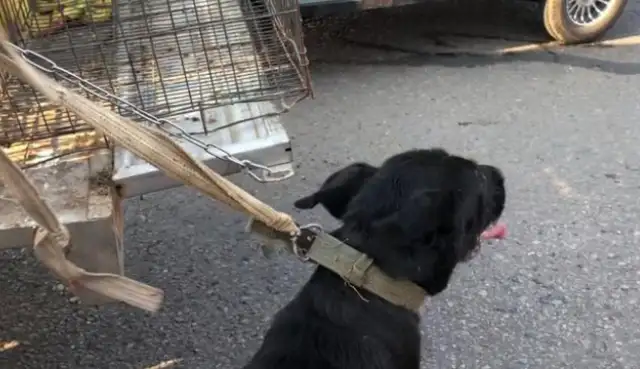 For 650, a woman sold a big black dog to a dog who cried, and a woman called it a fire