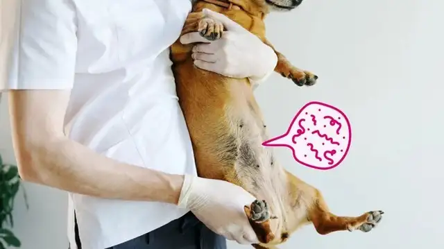 Dog parasite: causes, symptoms and treatment