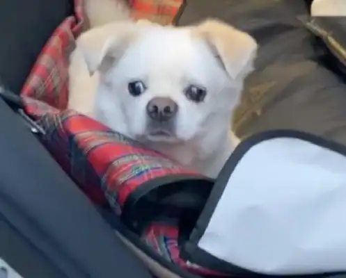 Seven-year-old dog, adopted again from the aid station