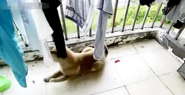The dog was suddenly crippled, the owner asked for supervision, and he was sweaty