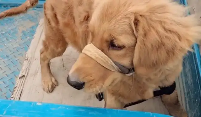 Once we get to Dog City, the golden hair bound by five flowers is the focus