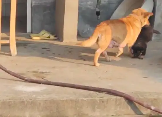 The dog's been out there for too long. Mom's taking it straight back to the doghouse