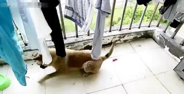 The dog was suddenly crippled, the owner asked for supervision, and he was sweaty