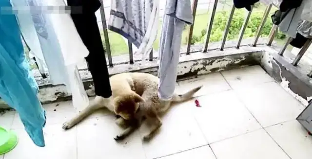 The dog was suddenly crippled, the owner asked for supervision, and he was sweaty
