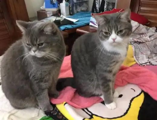 I met a fraud syndicate