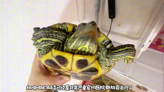 How do you treat the tortoise? Look at this blogger's success