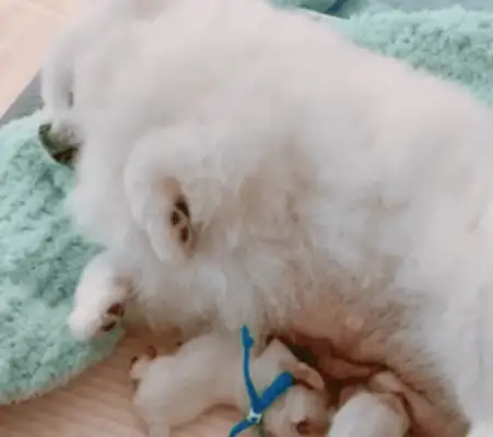 They share pictures of their dogs as mothers, and their friends are turned over