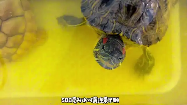 How do you treat the tortoise? Look at this blogger's success