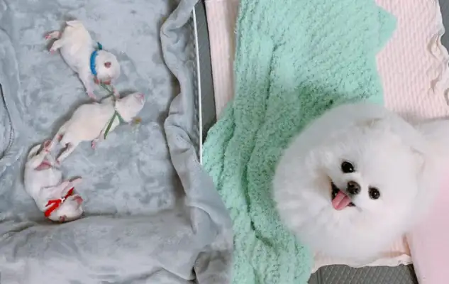 They share pictures of their dogs as mothers, and their friends are turned over