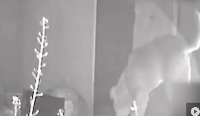 In the outskirts of Shanghai, there were two big dogs on surveillance after a bird was bit to death