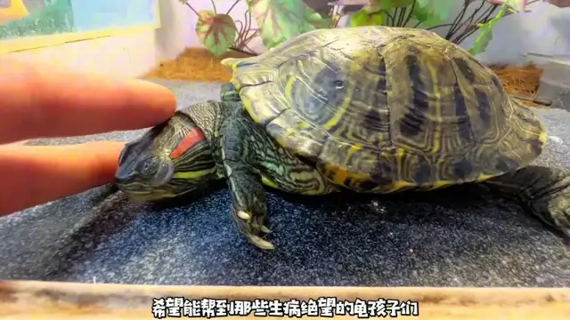 How do you treat the tortoise? Look at this blogger's success
