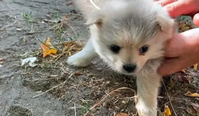 Abandoned little stray dog, guarding the master's clothes, dog: I really have a master
