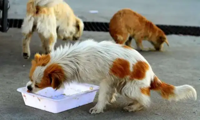 In the outskirts of Shanghai, there were two big dogs on surveillance after a bird was bit to death