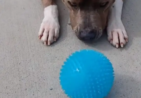 Two hundred days after the Beagle was lost, the owner came back 2,000 miles with a blue toy