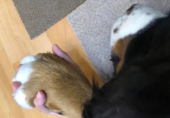 Almost 100 pounds of big dogs, like a baby, hold hands with the master