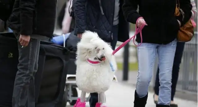 We've come to the biggest dog show in the world