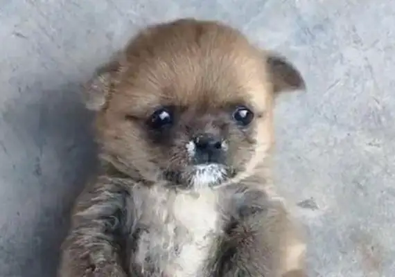 The baby dog drinks yogurt, it's so scary to have a "transparent" stomach