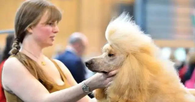 We've come to the biggest dog show in the world