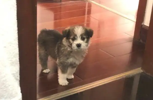 The 30-year-old dog was abandoned in a paper box and brought back to see his personal behavior
