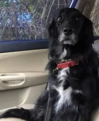 Dogs turn their faces two seconds in a row, and their faces turn up: You're so mean