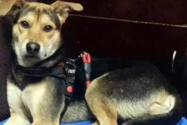 Two years of dog loss, 55 days for the patient and a thousand dollars for the dog