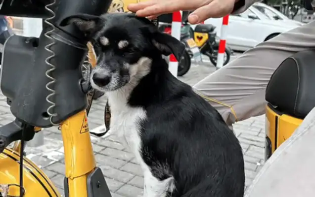 Mother took the children to the middle of the road and begged the humans to take them away