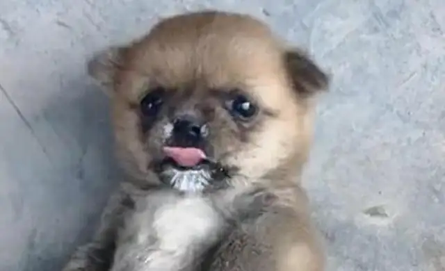 The baby dog drinks yogurt, it's so scary to have a
