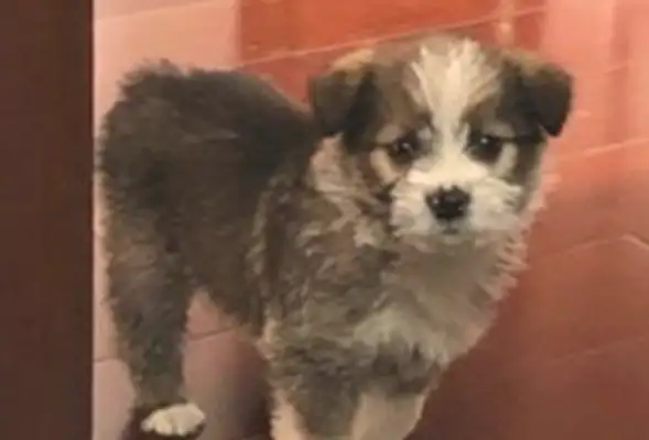 The 30-year-old dog was abandoned in a paper box and brought back to see his personal behavior