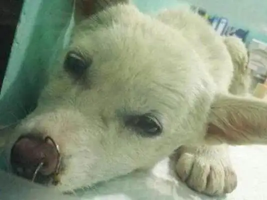 The dog was surrounded. The vet took something scary from it for two hours