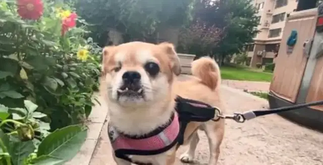 The dog took the