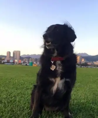 Dogs turn their faces two seconds in a row, and their faces turn up: You're so mean