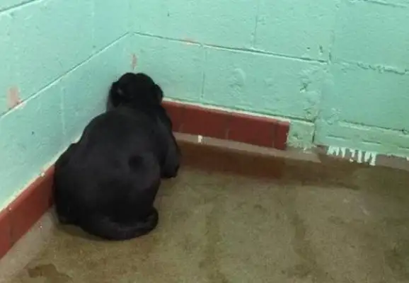 The dog was abandoned by the master in bad faith